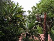 Palmen im Garten